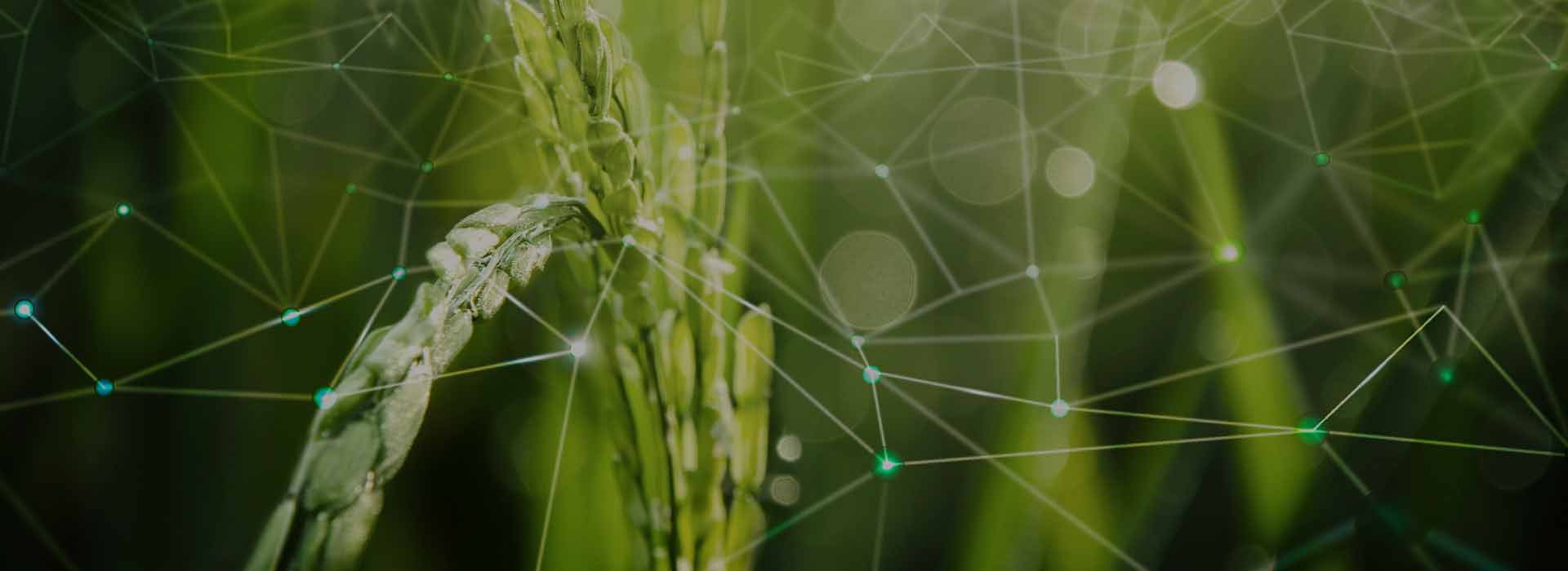 Changing The Framework Of The Agricultural Sector With The Introduction Of Agriculture Inoculants