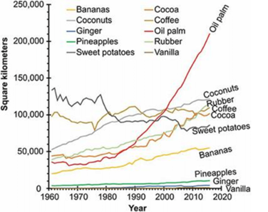 Palm Oil Producton 