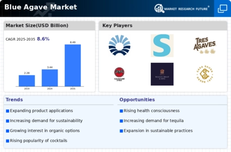 Blue Agave Market Infographic