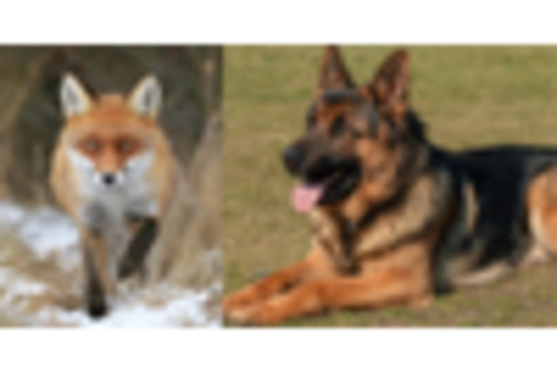 High Purity Aluminium Powder Market key player