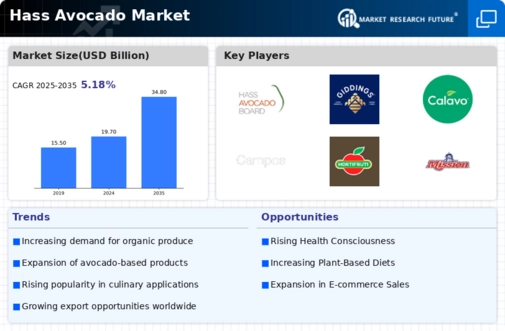 Hass Avocado Market Infographic