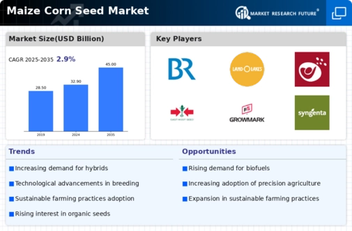 Maize Corn Seed Market Infographic