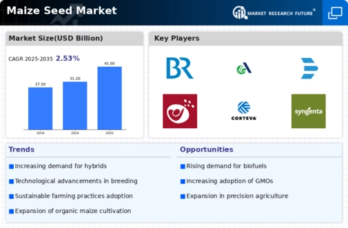 Maize Seed Market Infographic