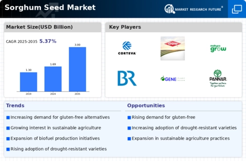 Sorghum Seed Market Infographic
