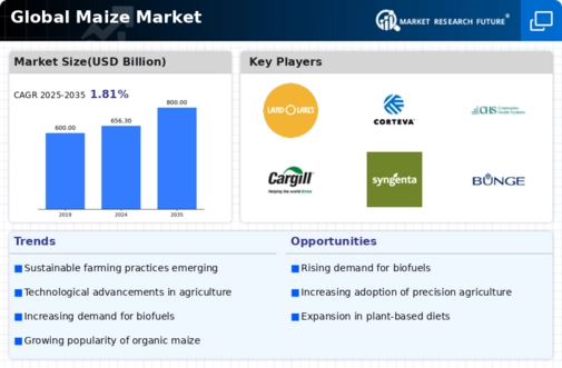 Maize Market Infographic
