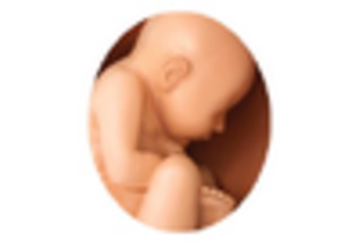 South America Anatomical Modelling Market key player